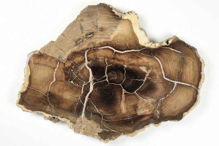 Polished Petrified Wood Round - McDermitt, Oregon #199002